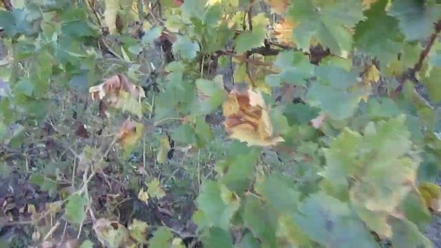 Сгнивший виноград на полях "агрофирмы Золотоая балка" в Севастополе смотреть онлайн
