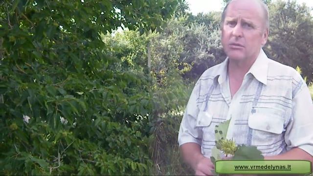 Turkiškas lazdynas смотреть онлайн