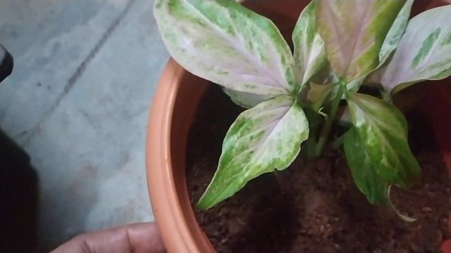 PINK VARIETY SYNGONIUM PLANT #CHANGES INTO GREEN #HOT SUMMER#REPOTTING#ibgarden #bangalore