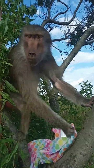 Monkey Nika plays with a scarf!