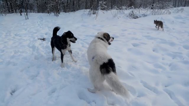 Найза и Шах-2.17.01.2019