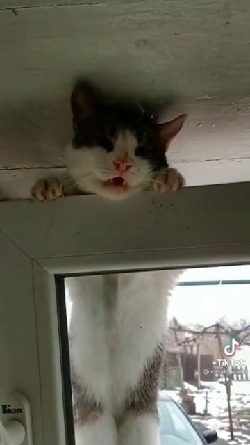 #shorts #выходит через дверь, заходит через окно смотреть онлайн