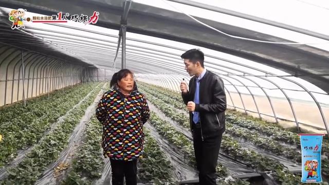 Cocoly Granular Water-soluble Fertilizer Was Used For Strawberries In Jiangsu, China.