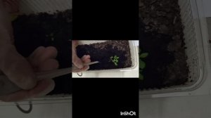 Корейские хризантемы из семян. Мой первый опыт