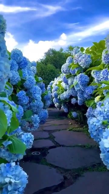 beautiful flowers #shorts #empireblogs смотреть онлайн