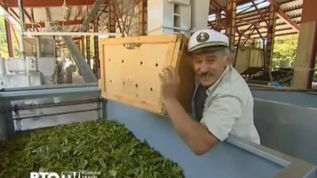 Краснодарский чай (сокращено) смотреть онлайн