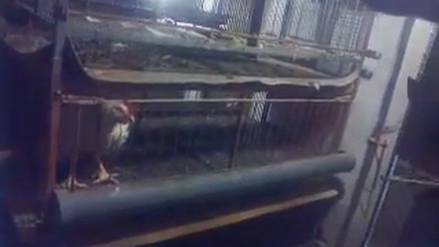 клетки для выращивания бройлеров смотреть онлайн