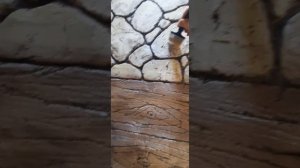 как покрасить артбетон