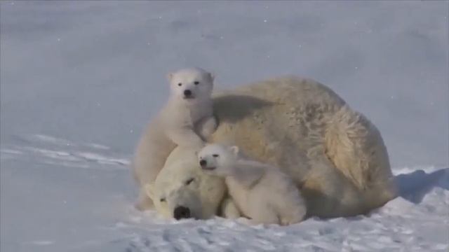 Оживленное семейство смотреть онлайн