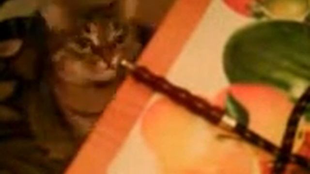 Кошка курит кальян смотреть онлайн