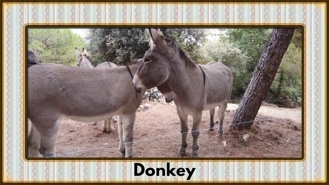 Discover The World Of 'D' Animals Abc | 21 Animals That Start With D | Master Animals Vocabulary