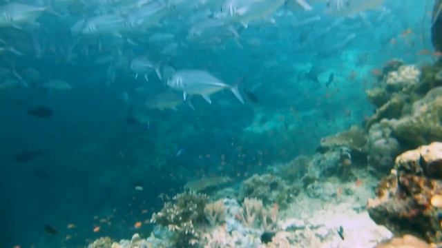 2012 Sabah Diving Trip смотреть онлайн