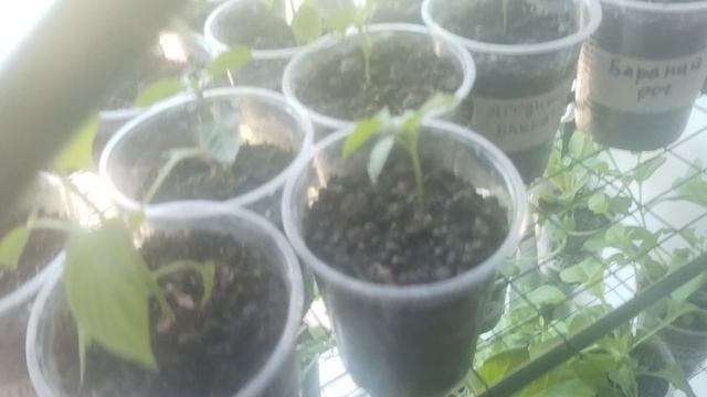 Петуния сегодня, Перцы после болезни