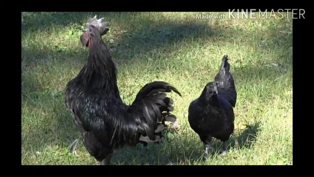 DÜNYANIN EN PAHALI 3 KUŞ TÜRÜ