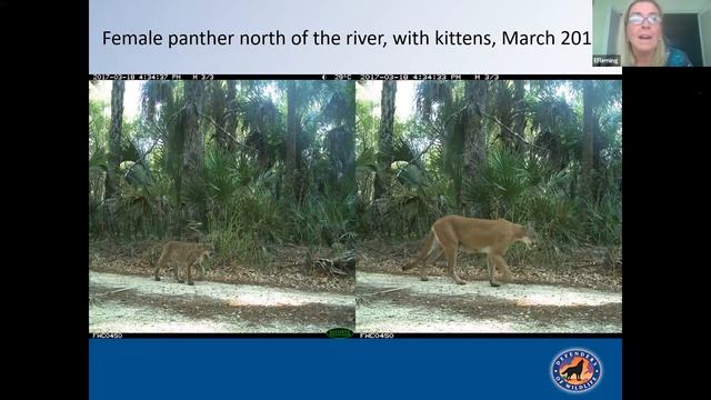 Webinar - Living with Panthers смотреть онлайн