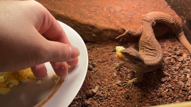 Кольцехвостый варан кушает с рук (Varan Acanthurus)