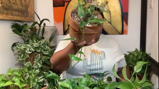 All About Pothos смотреть онлайн