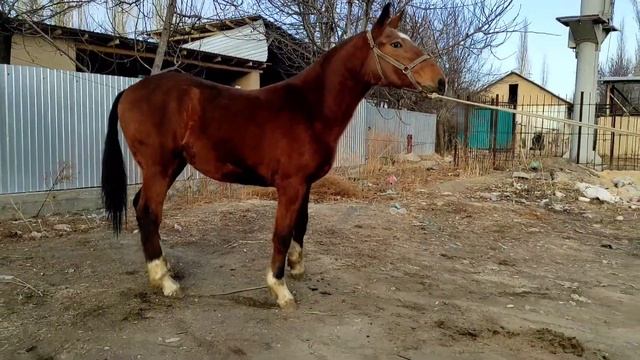 Мына сага чекчейген сатылат тел:+996 778 565 625/Дареги Кербен шаары смотреть онлайн
