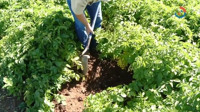 Know how aWhere provides weather information to boost agriculture productivity смотреть онлайн