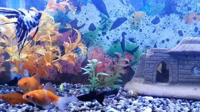 Суд залидаги қариялар | Sud Zalidagi Qariyalar