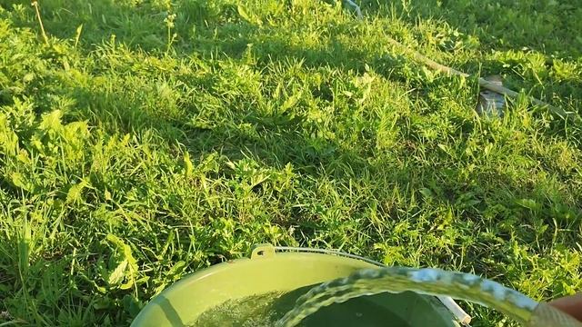 Вечерняя абиссинка с вкусной водой в д. Залесье. Информация для заказчиков! смотреть онлайн