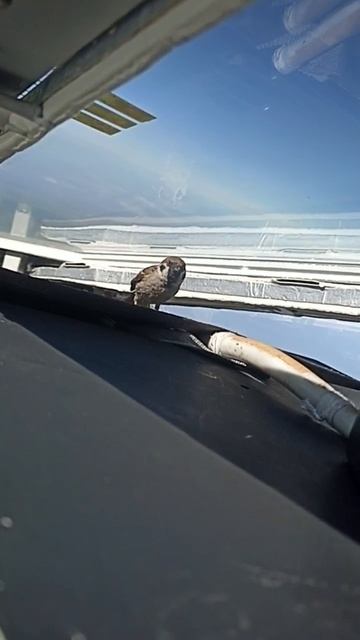 Воробей катается на Ту-160 смотреть онлайн