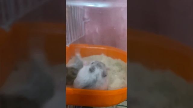 беговой диск хомячкам 🤗 #животные #крым #2023 #смешныеживотные #хомяк #чип #юмор #смешныевидео