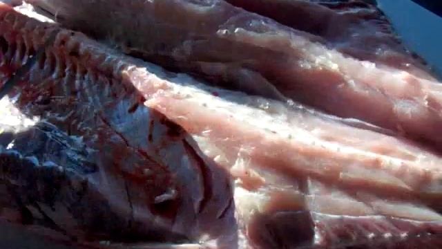 Eat The Problem! The Asian Carp Solution Part 2 Of 3