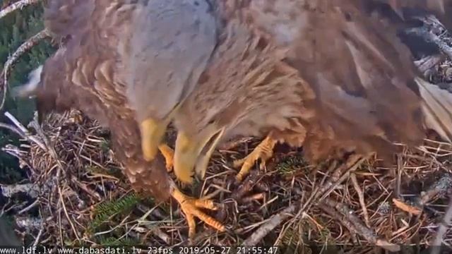 LDF Juras erglis Haliaeetus albicilla 2019 0527 2155 смотреть онлайн