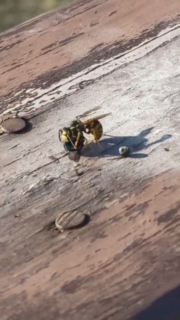 Оса ест муху! Крупным планом смотреть онлайн