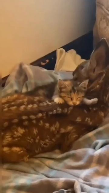 VID_20250406_193231_660.mp4 смотреть онлайн