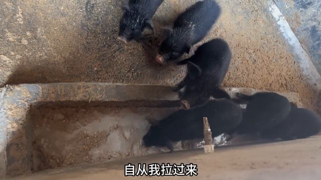 农村大叔投40万搞养殖，一天的饲料成本就要3000元，这钱不好挣