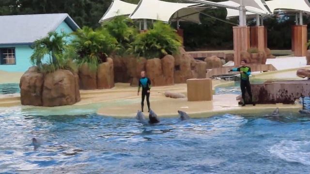 Dolphin Adventures | Full Show Part 5 (10/9/21) смотреть онлайн