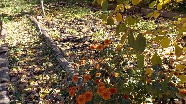 Посадила наконец то чеснок🧄, убираю листья🍁, запеченные яблоки🍎👍. 01.11.22