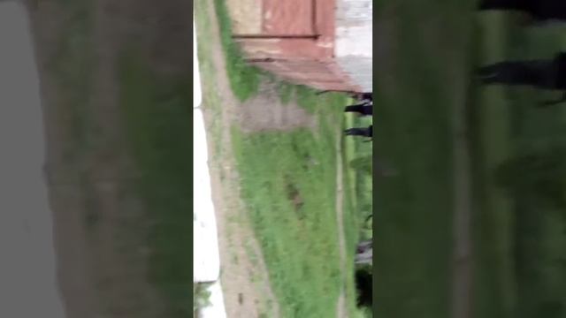 Змея у нас во дворе смотреть онлайн