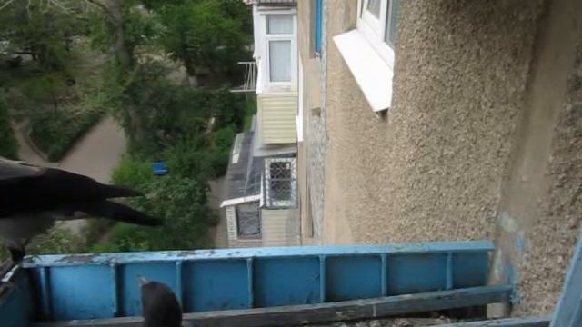 Птен на балконе - ворона принесла здоровый кусок корма смотреть онлайн