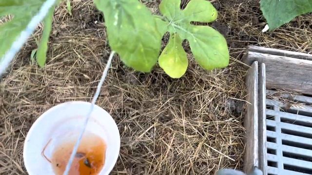 ОГУРЦЫ В ТЕПЛИЦЕ И В ВЕДРЕ В О. Г.ХОЛОДНЫЕ НОЧИ смотреть онлайн
