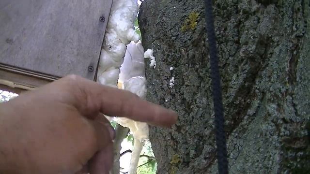 #Як виманити рій із дупла# смотреть онлайн