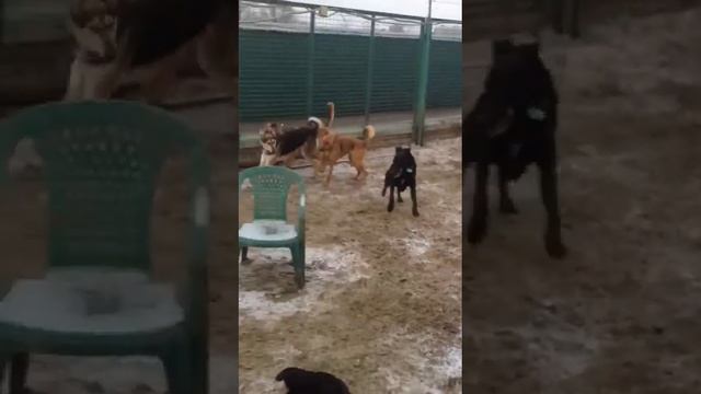 Лаури, Тайшет, Калев и Мелис гуляют