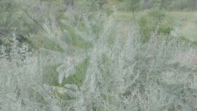 Gardening Flowers & Vegetables : How to Grow Wormwood (Artemisia) смотреть онлайн