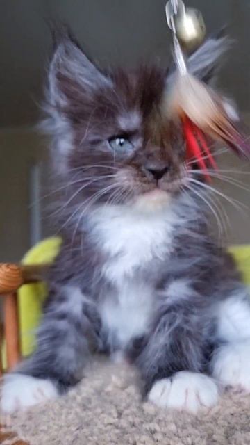 котёнок мейн кун из питомника Страна Гулливеров, gulliver-coon.ru смотреть онлайн