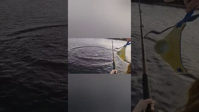 Tarpon fishing on the Suwannee river...175lbs wait till the end. смотреть онлайн