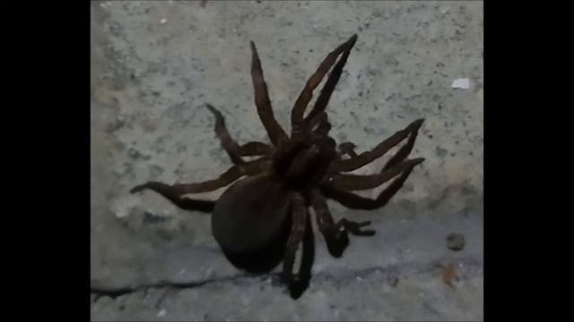 Lycosa Singoriensis смотреть онлайн