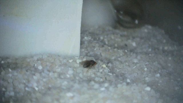 Rhytidoponera Metallica Queen смотреть онлайн