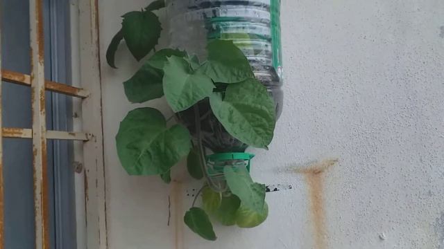 Cape Gooseberry Golden Berry