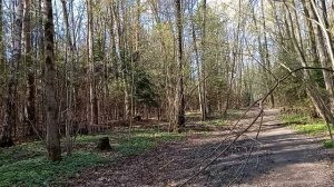 Прогулка по дорогам  лесопарка в жаркий,как в июле, день. Такой жары не было никогда в апреле!