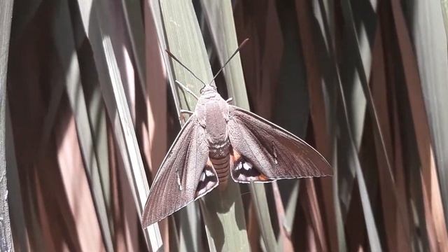 First meeting with Palm moth (Paysandisia archon) смотреть онлайн