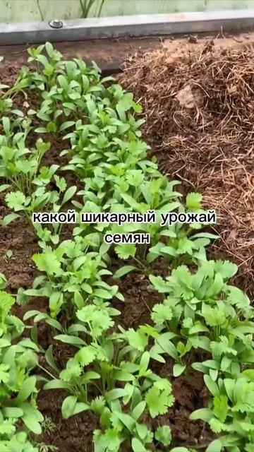 Кинза 🌿 из своих семян #огород #кинза #зелень