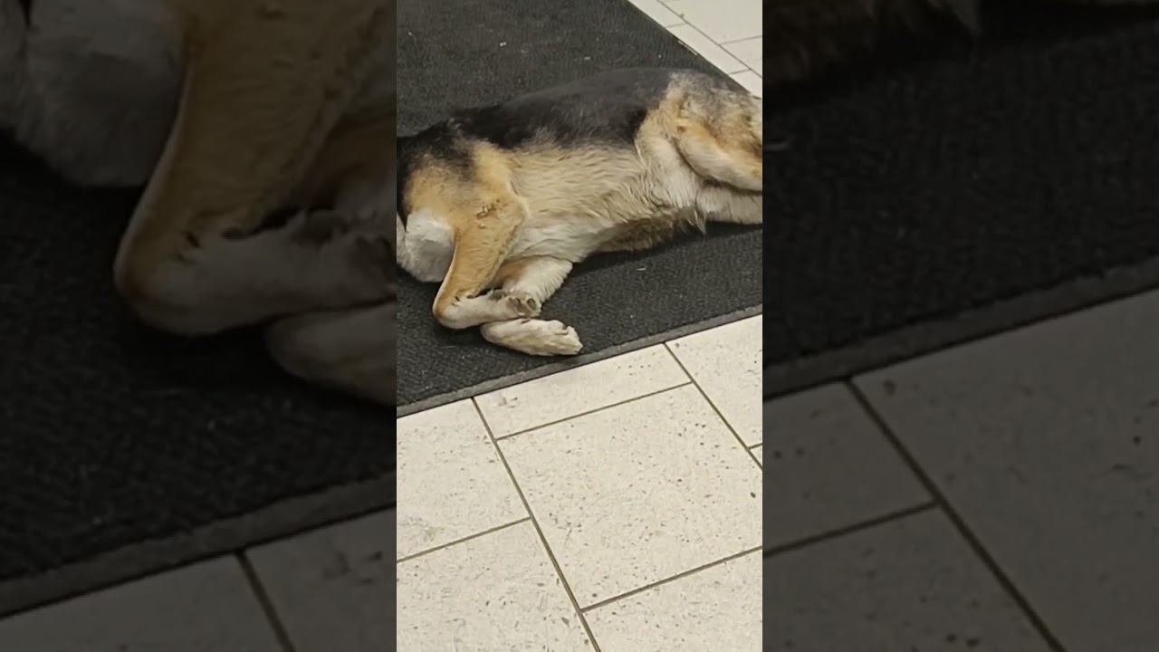 Самый верный друг смотреть онлайн