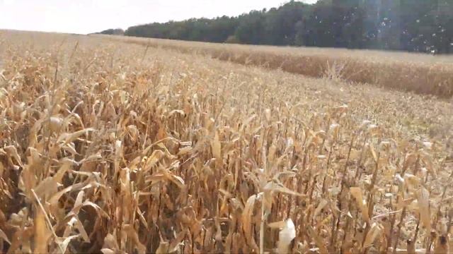 кейс 1680 уборка кукурузы продолжается 11 октября 2021 г. смотреть онлайн